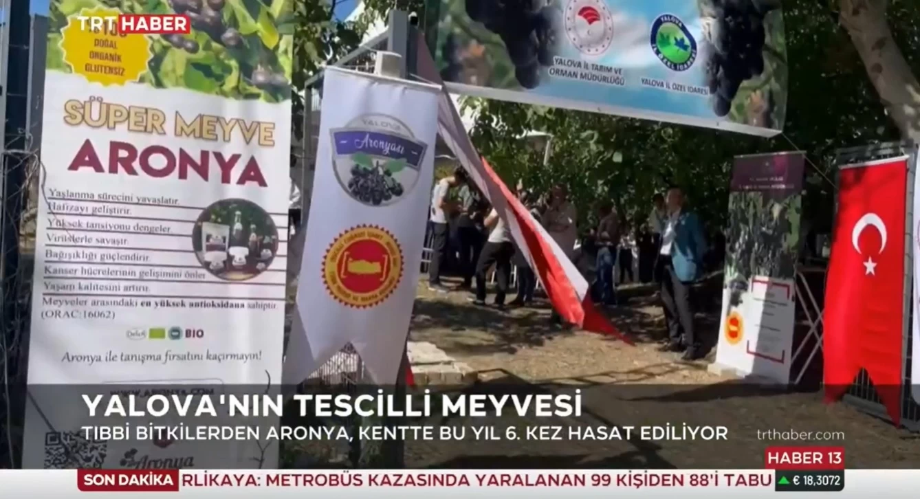 Yalova'nın tescilli meyvesi; Aronya