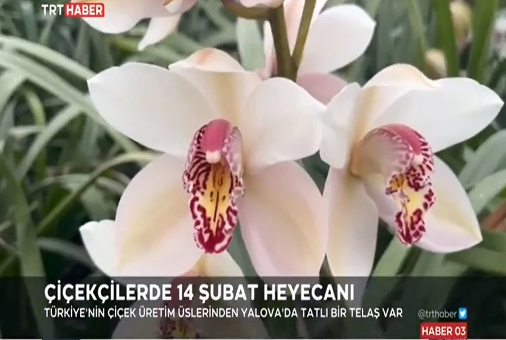 Orkide'nin üretim üssü Yalova